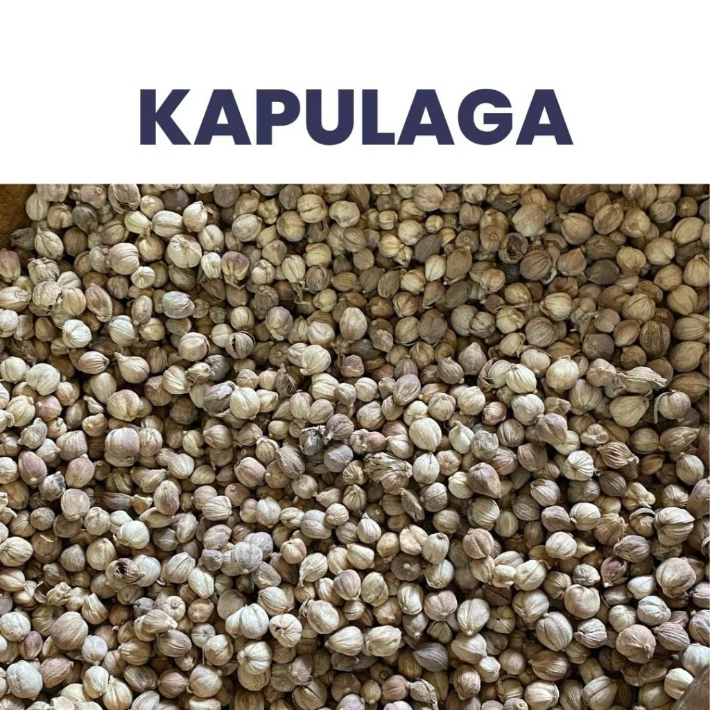 

Kapulaga Kering 100 Gram - Rempah Aromatik untuk Masakan dan Jamu