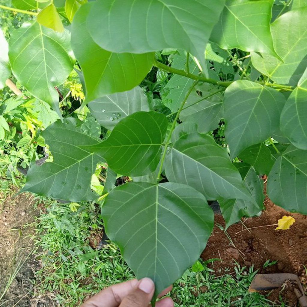 

daun Dadap 20 lembar dipetik dadakan