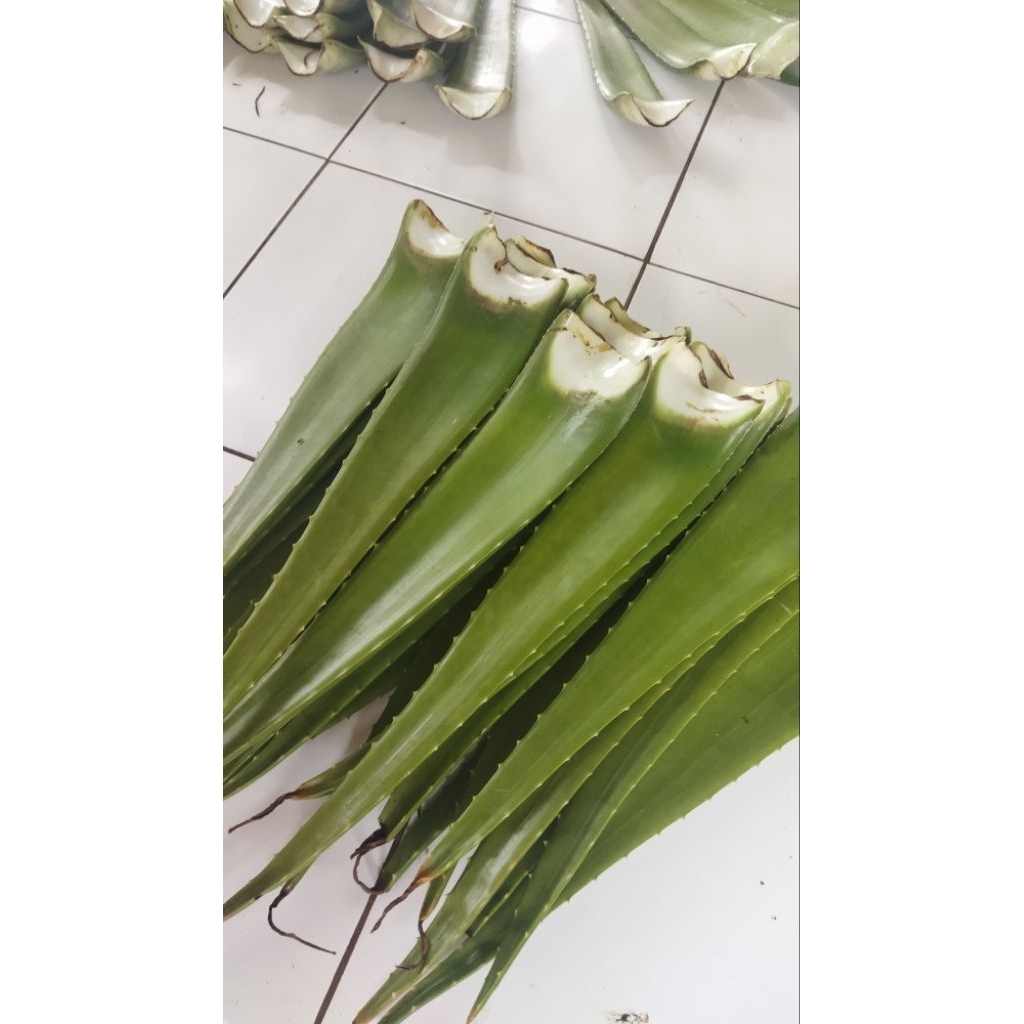 

Pelepah Lidah Buaya Jumbo Aloe Vera Herbavera - Sedang