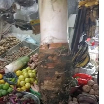 

Talas Bogor Besar 1pcs