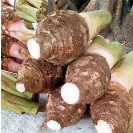 

Talas Bogor UK Sedang 1pcs