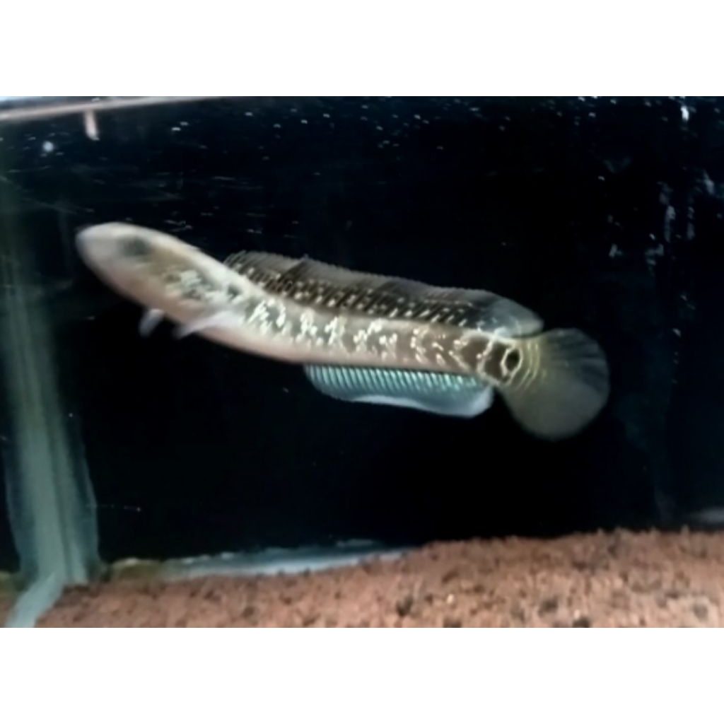 Asiatica Hf/ Gondrong_Singgle Tank