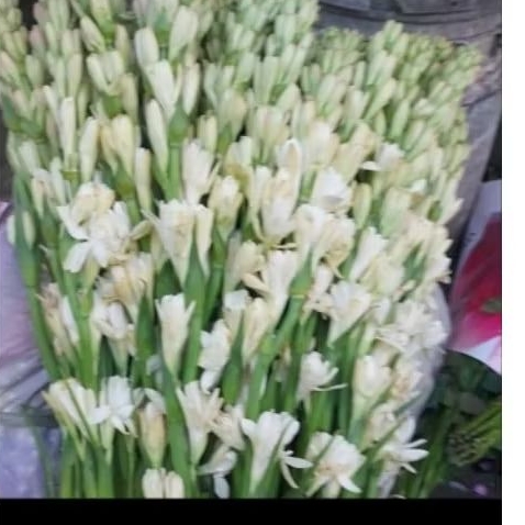 Bunga sedap malam segar