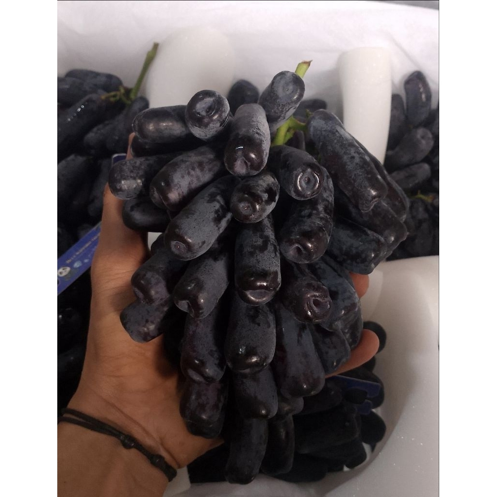 

anggur black shapir shapir