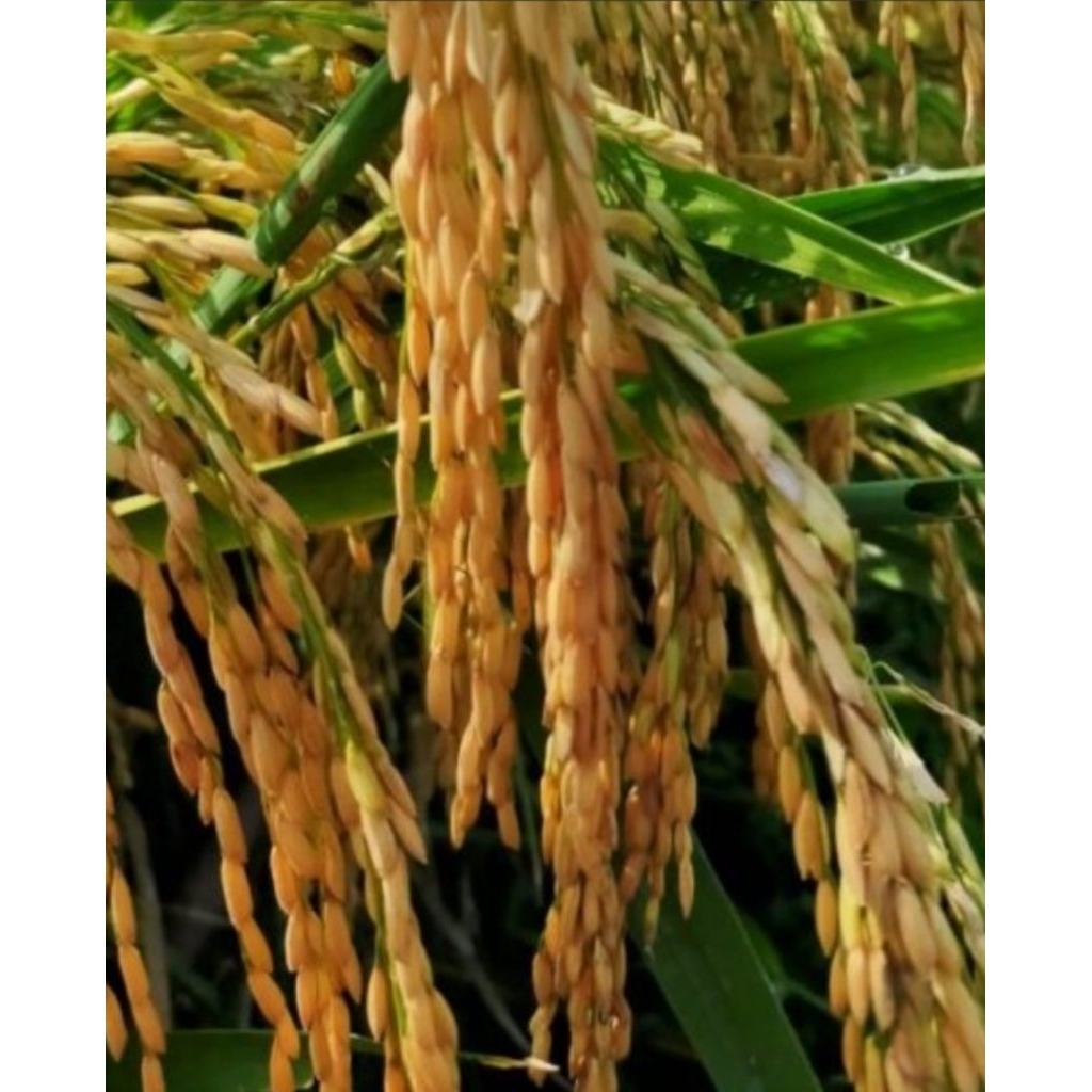 Benih padi Inpari 32 Promeo (2kg)