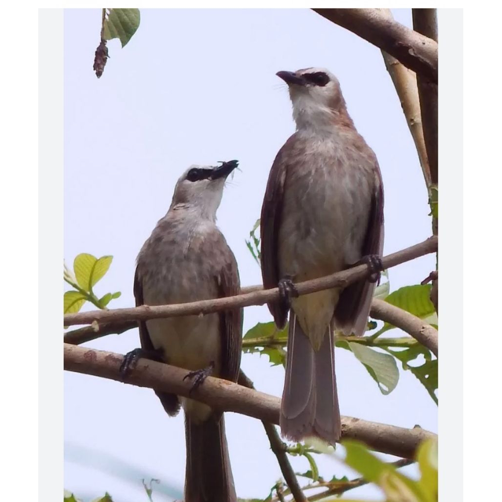 trucukan bahan pilihan/crucuk