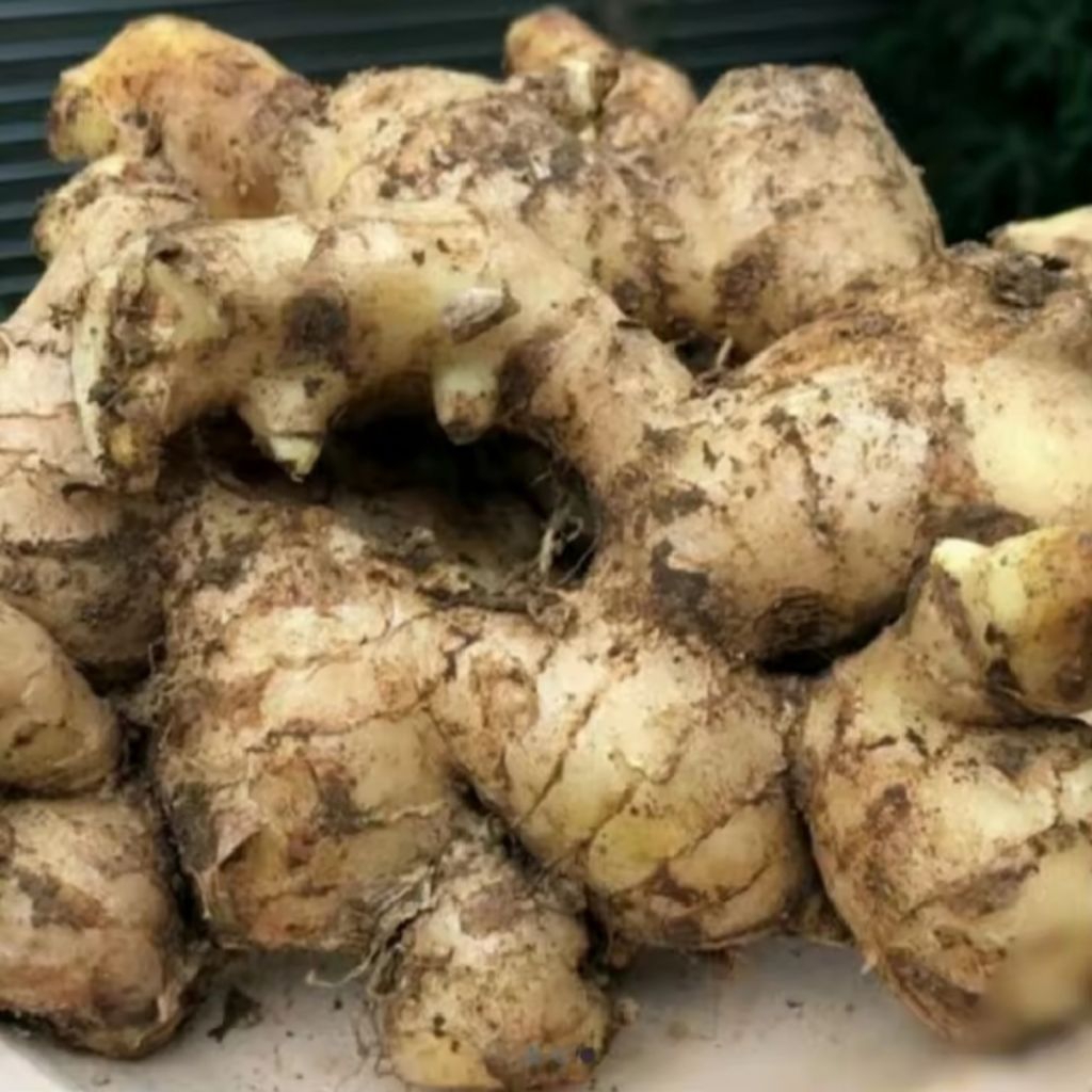 

Jahe gajah fresh/500gram