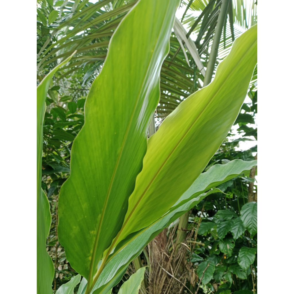 

Daun kapulaga fresh/500gram