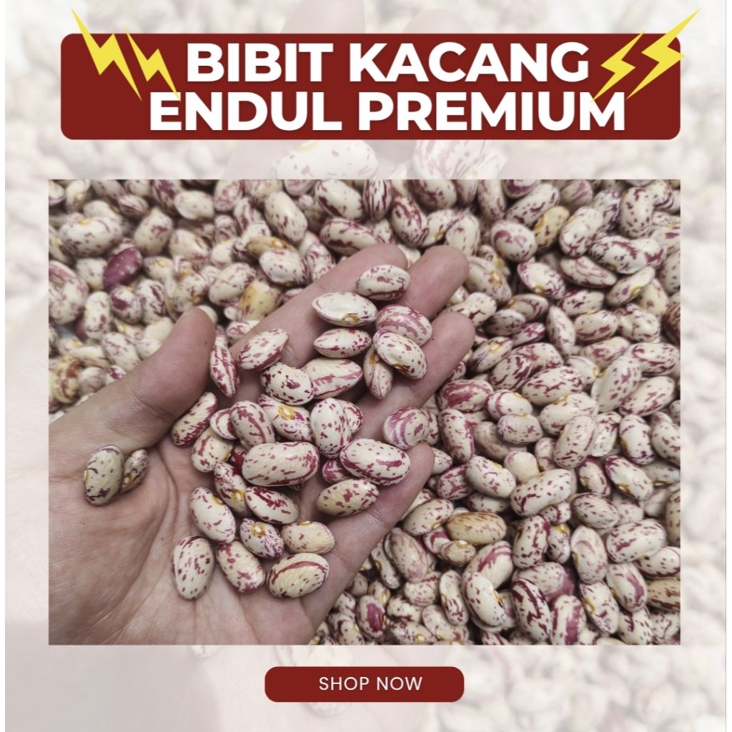 

Bibit Kacang Endul Premium Lokal