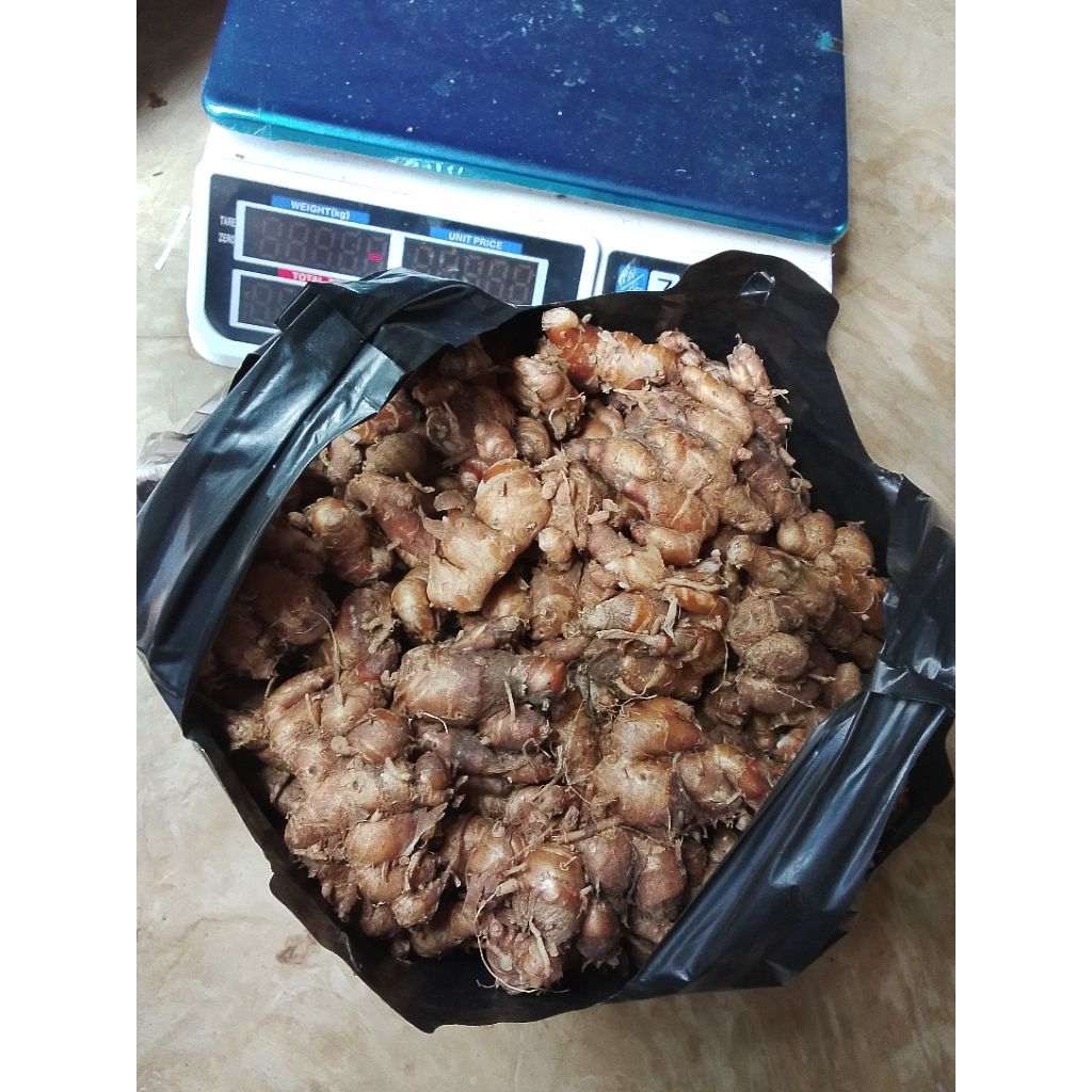 

500g kencur segar aroma khas banten