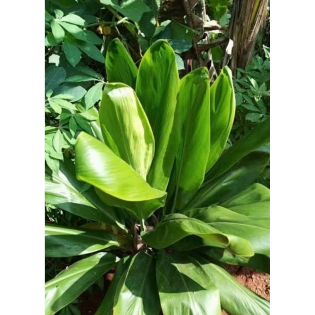 

Daun hanjuang segar bungkus bacang 1.kg murah