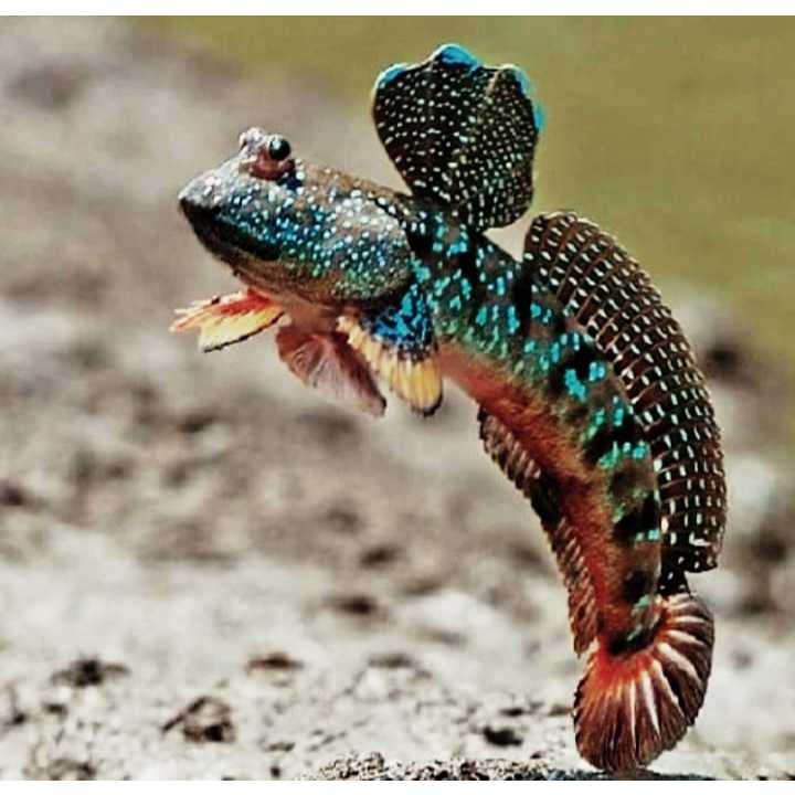 Ikan Glodok - Ikan Mudskipper - Ikan Tembakul