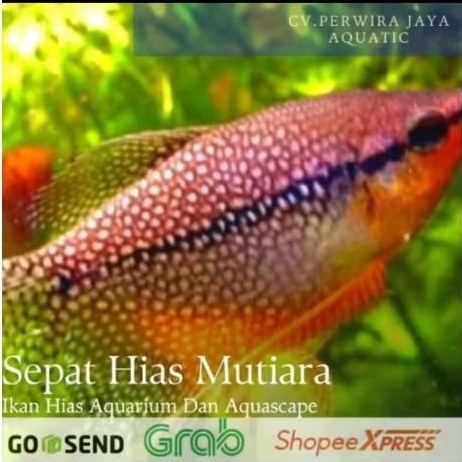 Sepat Mutiara Hiasan Aquarium Aquascape dan Kolam