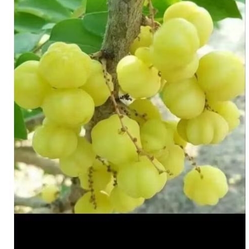 

buah ceremai 1kg buah rujak rujakan