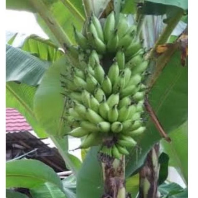 

Pisang muli mentah 1 kg