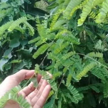 

daun saga kering original super hijau