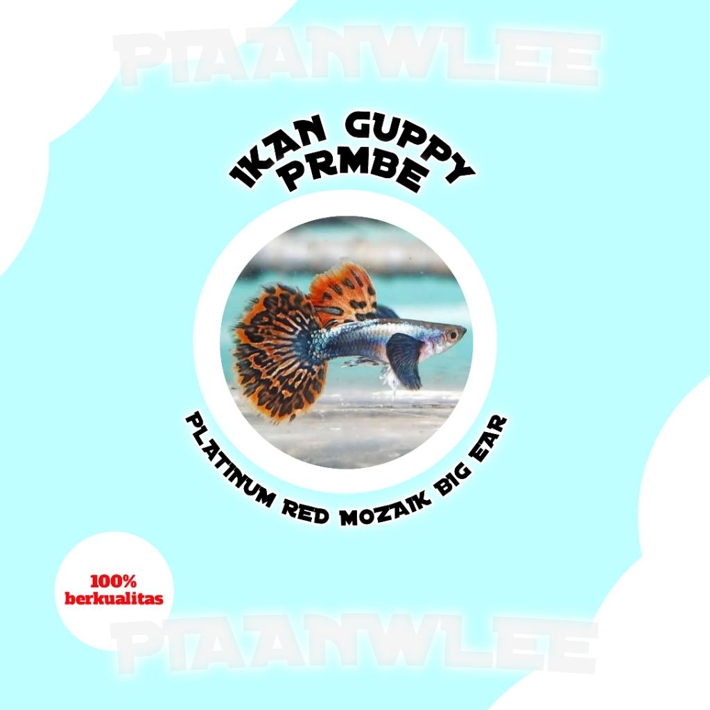 Cairan Progres Ikan Guppy PRMBE Indukan Siap Beranak