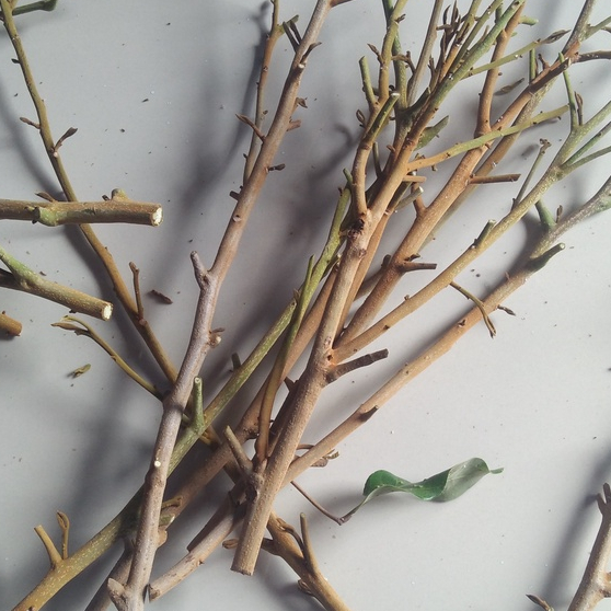 entres kelengkeng kristalin - pucuk tunas kelengkeng ktistalin