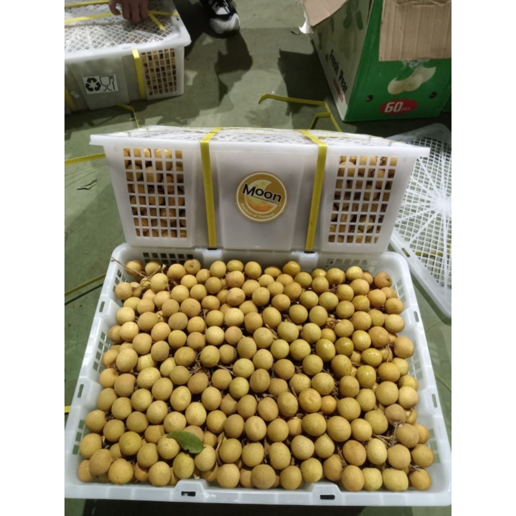 

buah kelengkeng fresh manis per 1 kg manis