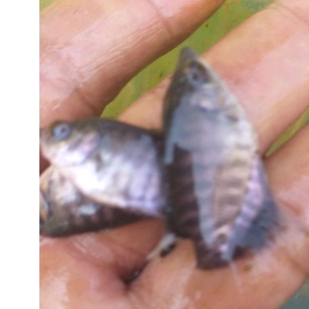 bibit gurame soang paket 30 ekor jempol