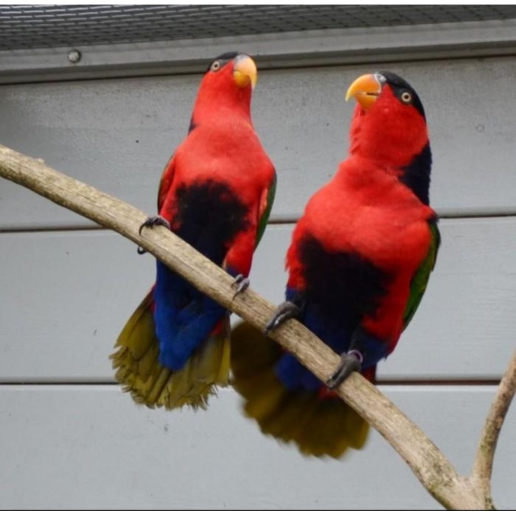 

Telur burung Nuri Paltem fertil siap ditetaskan