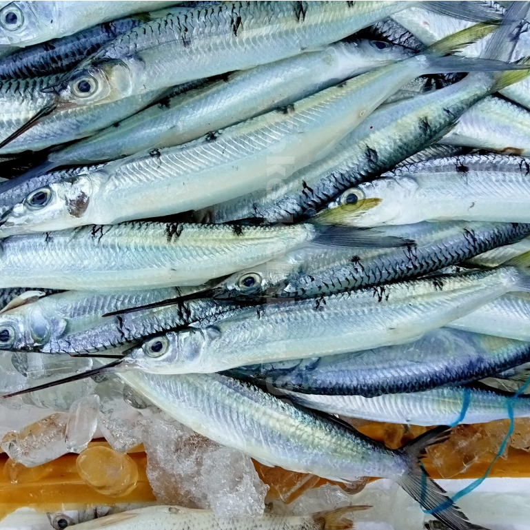 

Ikan Julung Julung Segar Ikan Kacang Kacang Ikan Laut Segar Utuh 1Kg