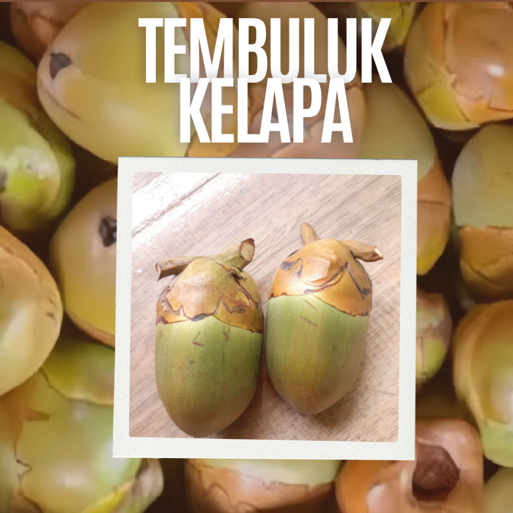 

tembuluk | bluluk | pentil kelapa | buruluk kalapa fresh untuk diabet/gula