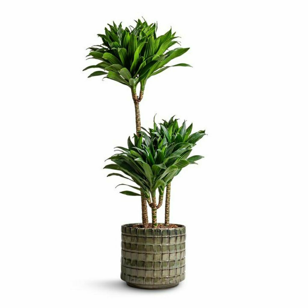 tanaman dracaena compacta janet craig 1 meter 3 susun