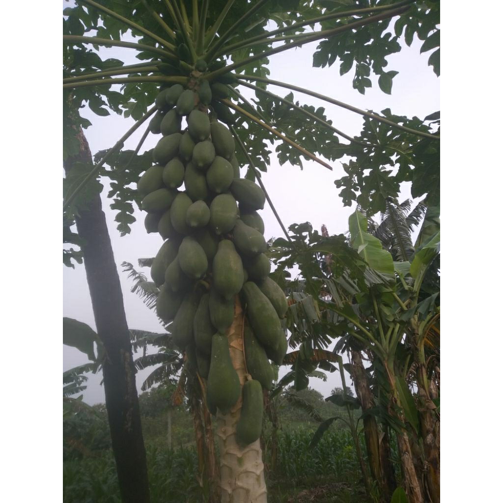 

pepaya muda buah pepaya sayur per buah