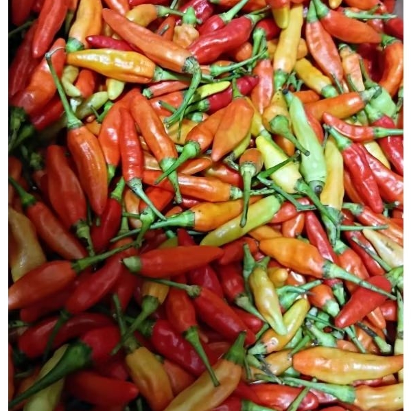 

harga grosir rawit merah kualitas bagus