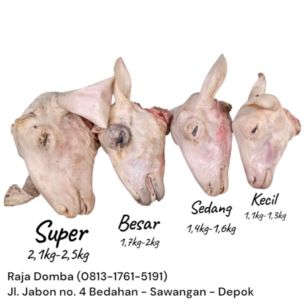 

1 Set kepala dan kaki kambing atau domba