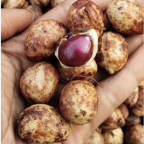 

KACANG TANAH BOGOR SUPER BERSIH 1KG (1000) GRAM)