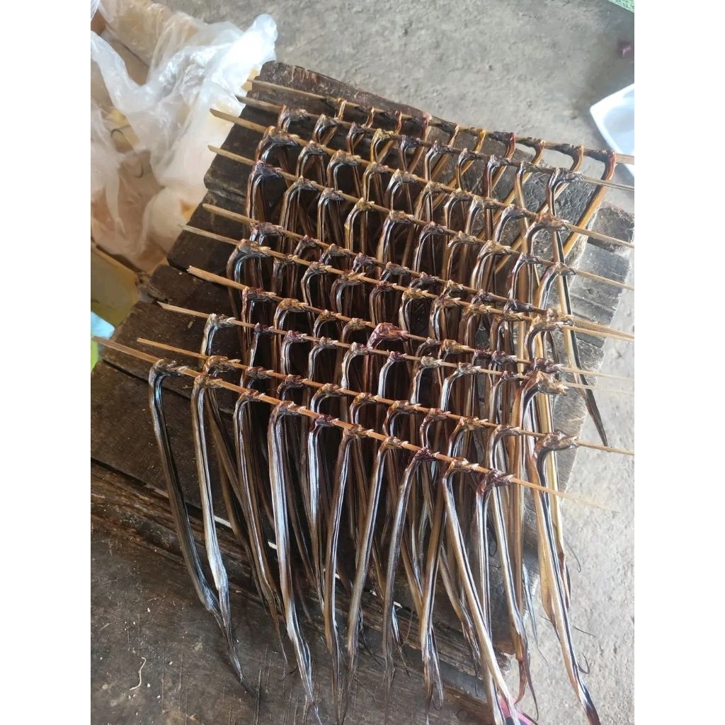 

> BELUT KERING SAWAH – GURIH ALAMI