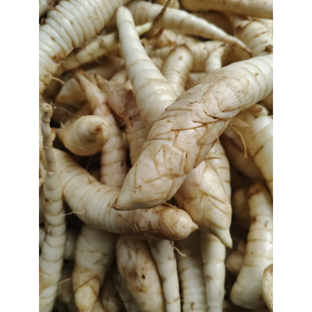 

1kg umbi Garut segar fresh