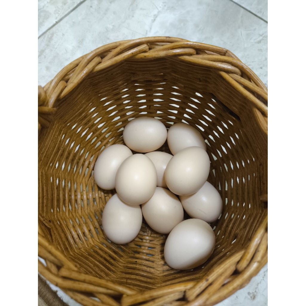 

telur ayam kampung