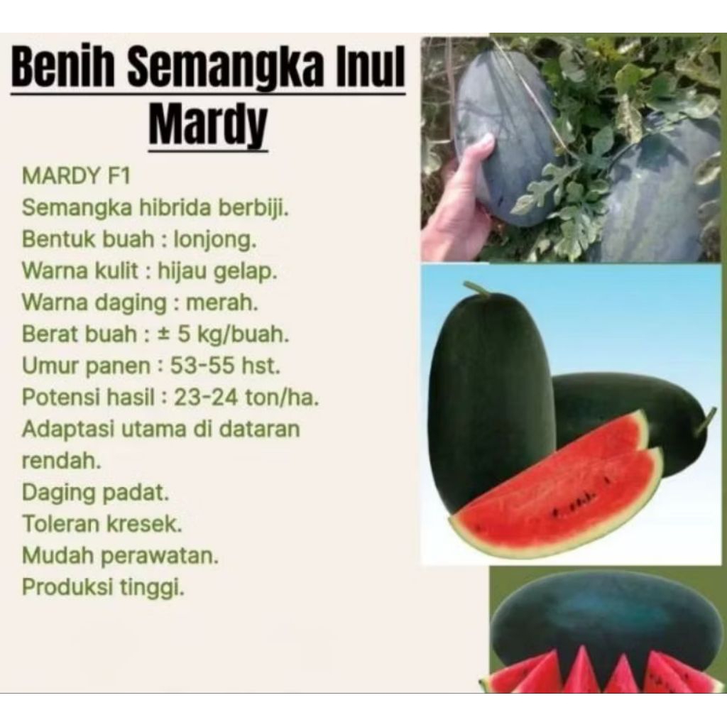 Biji benih semangka inul mardy
