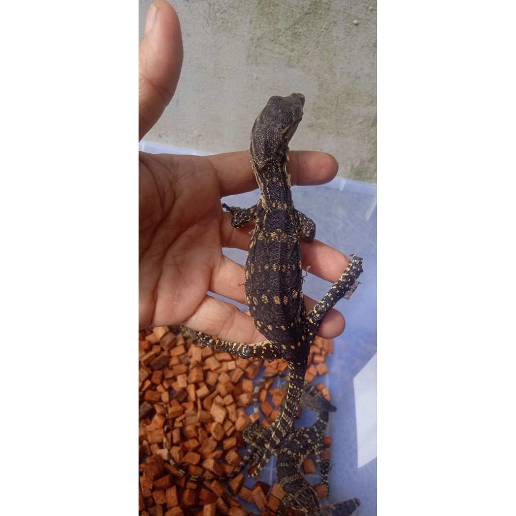 Varanus Salvator Jawa Baby