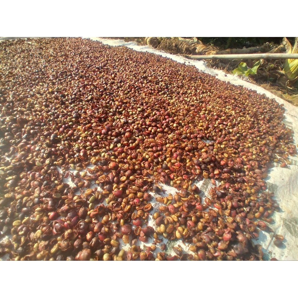

biji kopi petik merah khusus pemetikan merah kering