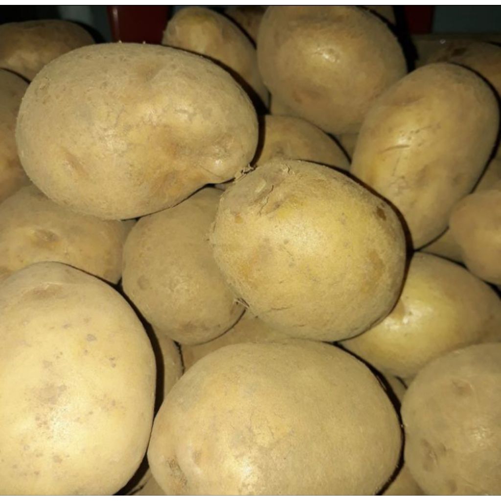 

Kentang Dieng ukuran sedang 500gr