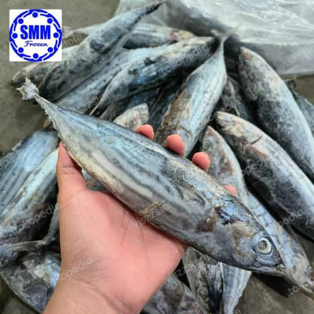 

ikan tongkol loreng 1kg