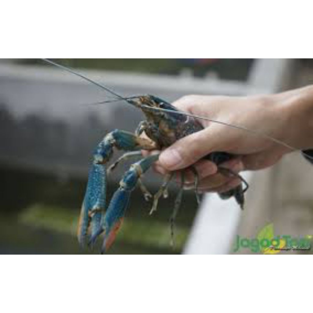 

induk lobster air tawar 3-4 inci hiasan aquarium