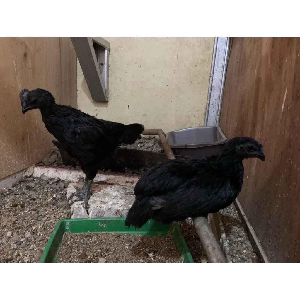 ayam cemani remaja sepasang