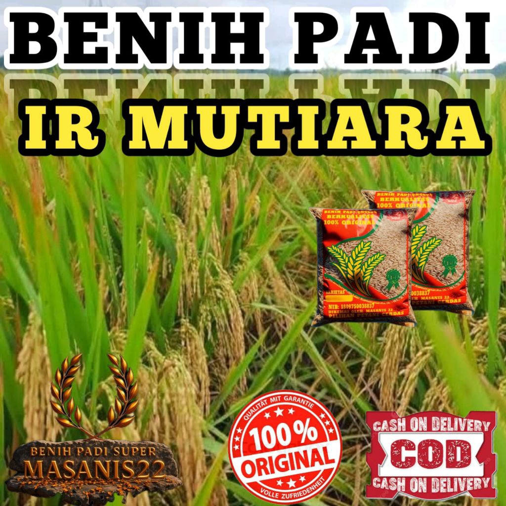 BENIH PADI IR MUTIARA ORIGINAL KEMASAN 5KG