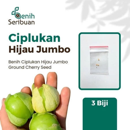 Benih Seribuan - 3 Bibit Buah Ciplukan Hijau Jumbo Unggul