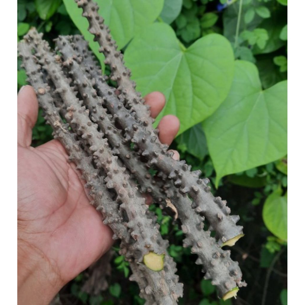 

BROTOWALI/AKAR ALI ASLI GUNUNG FRES SEGER