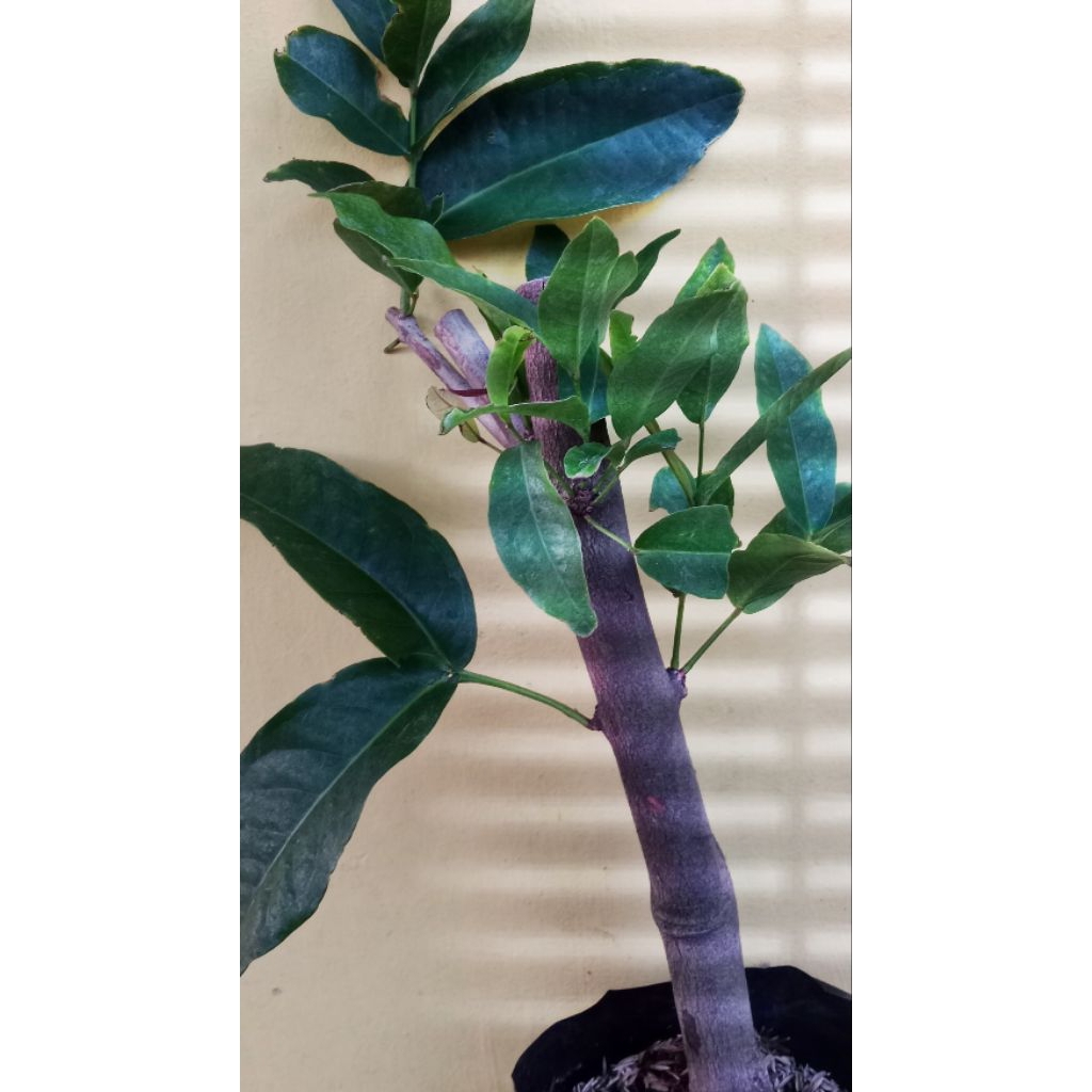 

Jambu Air Manis Batang Besar