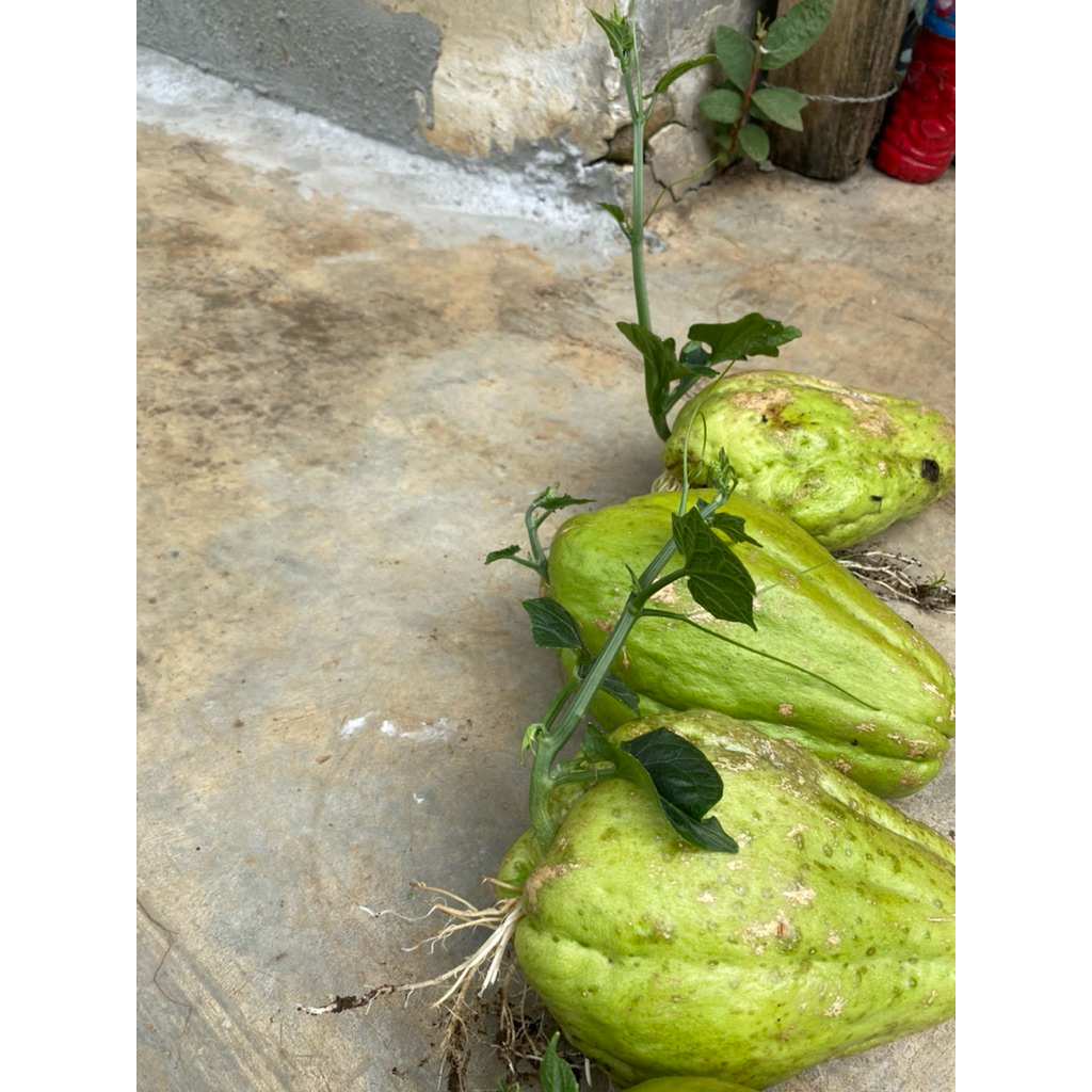 

BIBIT/BENIH LABUSIAM JUMBO SIAP TANAM