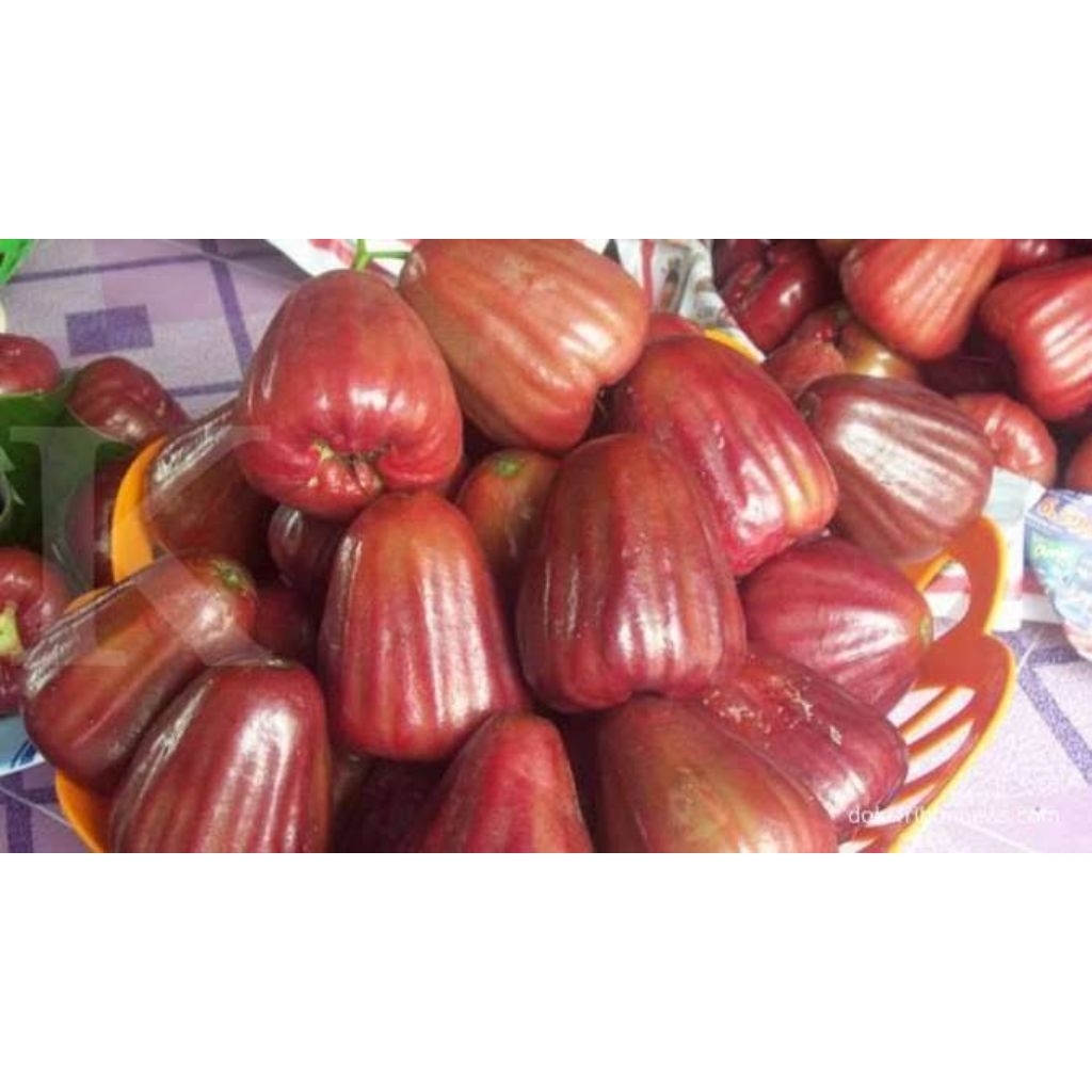 

bibit tanaman jambu air citra super murah sudah hasil okulasi cepat berbuah(beli5gratis1)