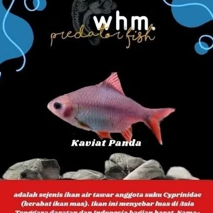 kaviat panda 20 cm (Mainan Ikan)