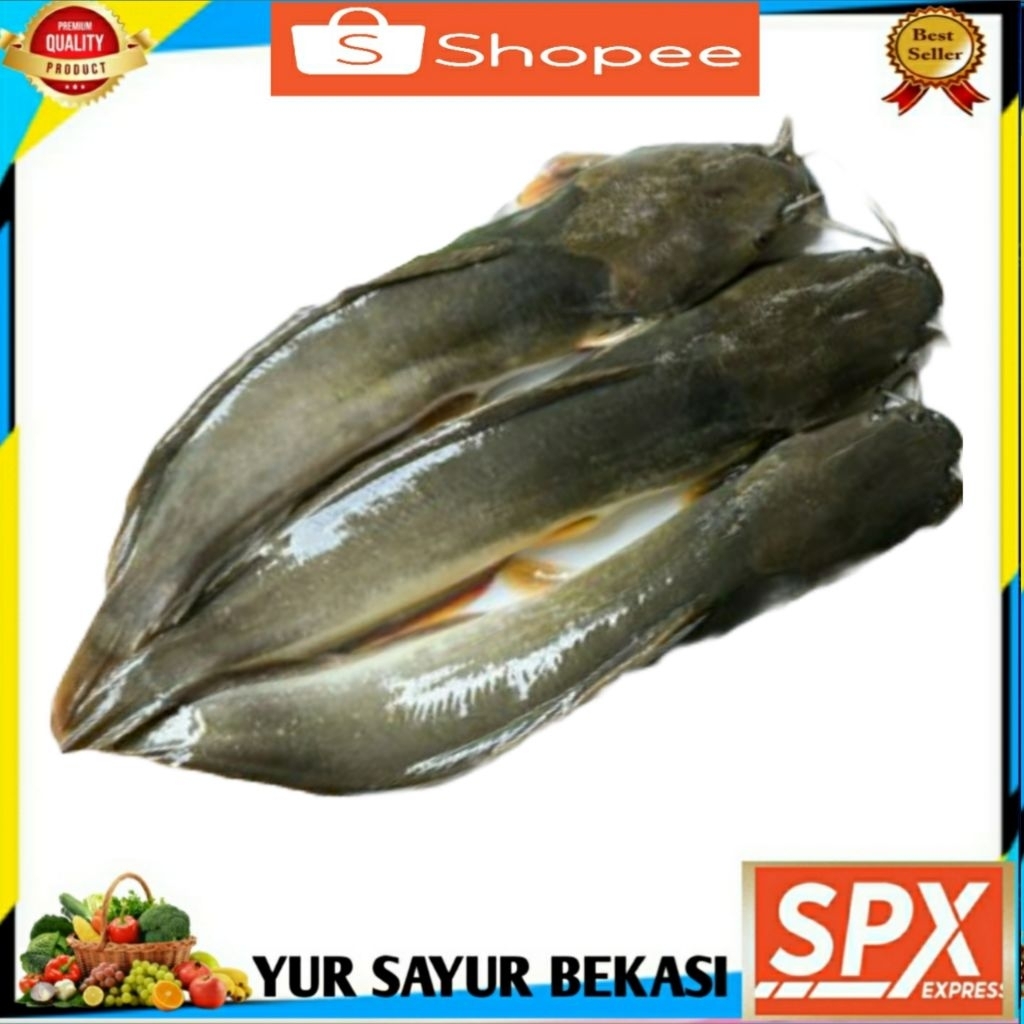 

Ikan Lele Hidup 1kg.